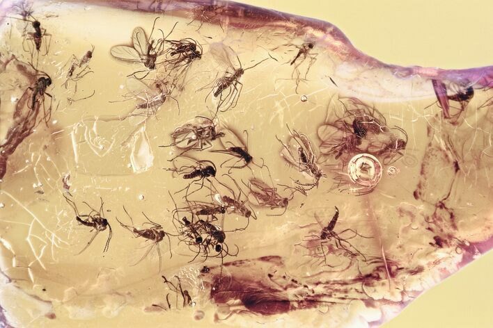Fossil Dark-Winged Fungus Gnat Swarm (Sciaridae) In Baltic Amber #346395